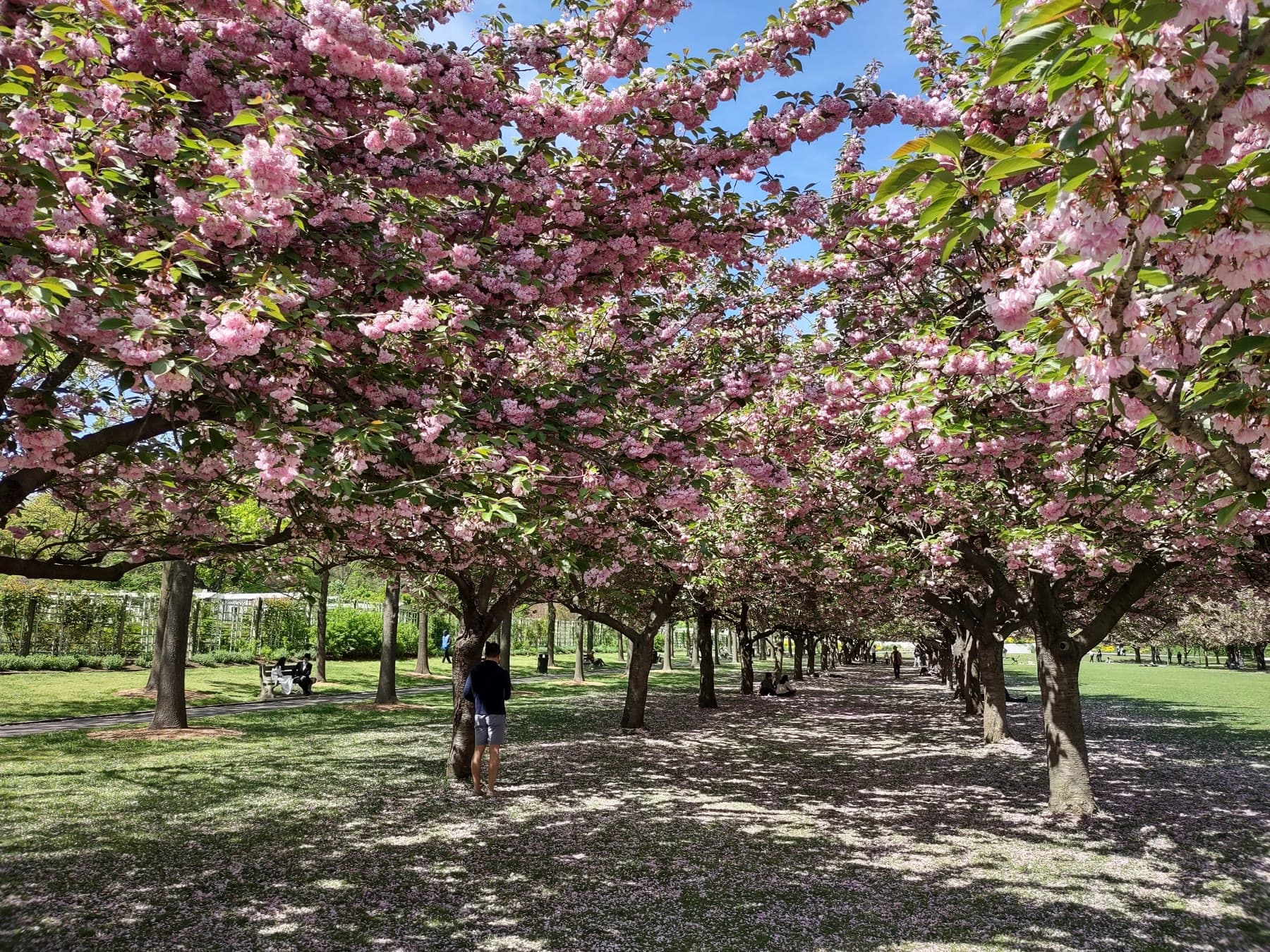 Cherry trees in full pink bloom over the lawn at the Brooklyn Botanic Garden